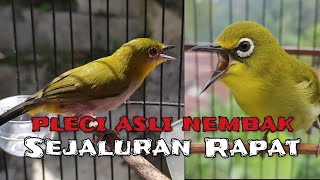 PLECI DAKUN PACITAN NEMBAK RAPAT, WIT WIT SUARA JERNIH !!!