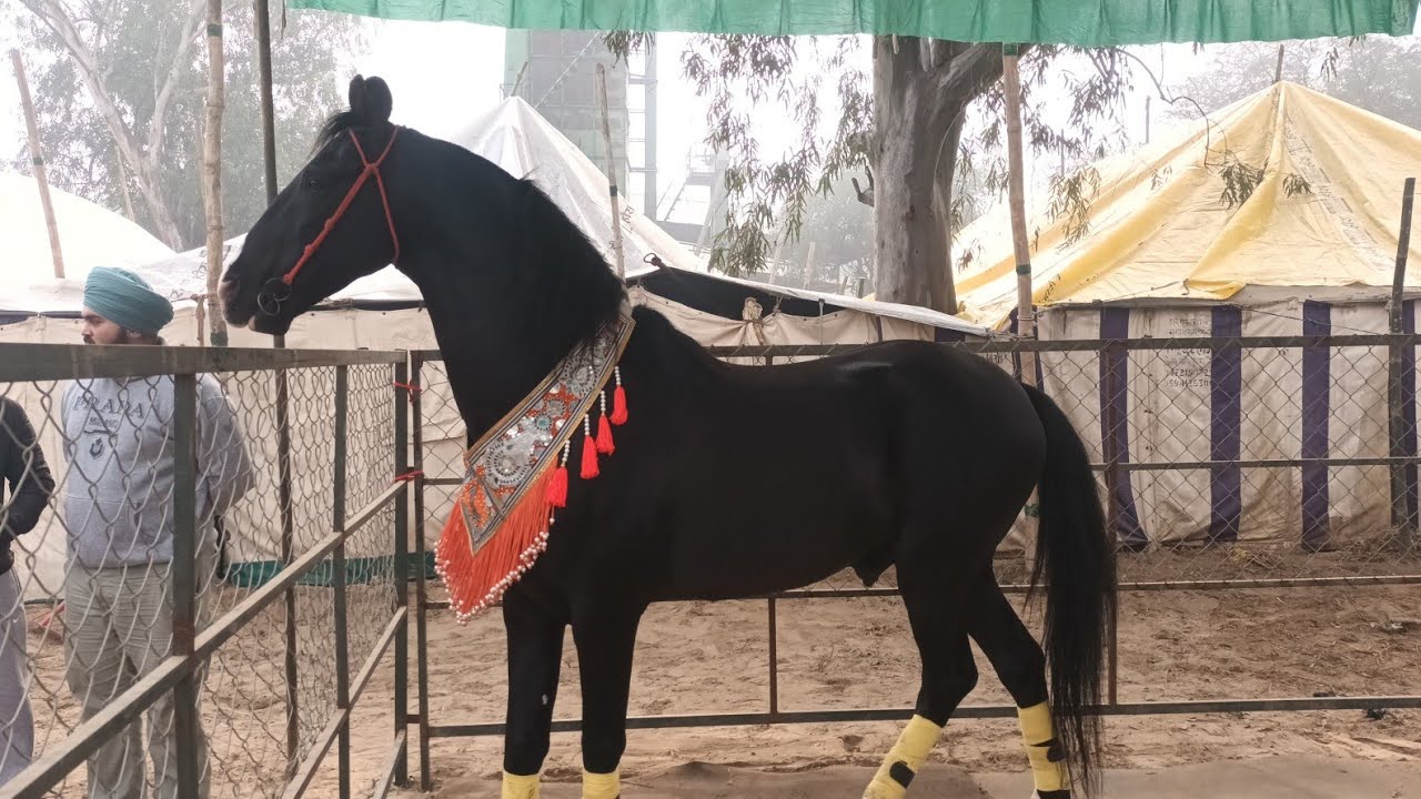 ਮੇਲਾ ਘੋੜੀਆ ਦਾ ਸ਼੍ਰੀ ਮੁਕਤਸਰ ਸਾਹਿਬ ਦਾ ਘੋੜੀਆਂ ਵਾਲੇ ਮੇਲੇ ਦੀ ਮਹਾਂ ਕਵਰੇਜ ਸੈਂਕੜੇ ਦੀ ਗਿਣਤੀ ਵਿੱਚ ਪਹੁੰਚੇ ਘੋੜੇ