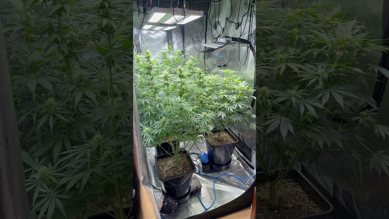 Check out my Gorgeous Flowers After 28 days 12/12 