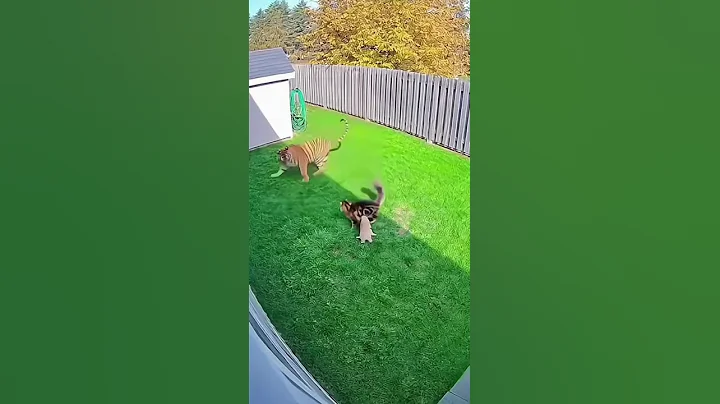 Video 11831041: maine coon cat tiger, cat funnycats cute