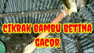 Burung Cikrak Bambu Gacor (masteran)
