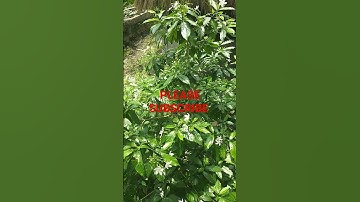 Thumbnail of KI MISTI DEKHO MISTI | SANDHA MUKHOPADHYAY BEST SONGS @Jobs4you #