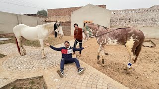 Big Zoo Me Horses Agai  Or Chala Bhi Giya