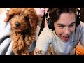 I wrote a song for my dog