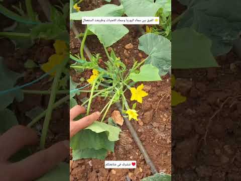 الفرق بين سماد اليوريا وسماد الامنيات وطريقت الستعمال الصحيحه