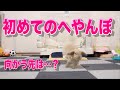 初めてのへやんぽでテンション爆上がりかと思いきやこっちが癒された飼い主 #005