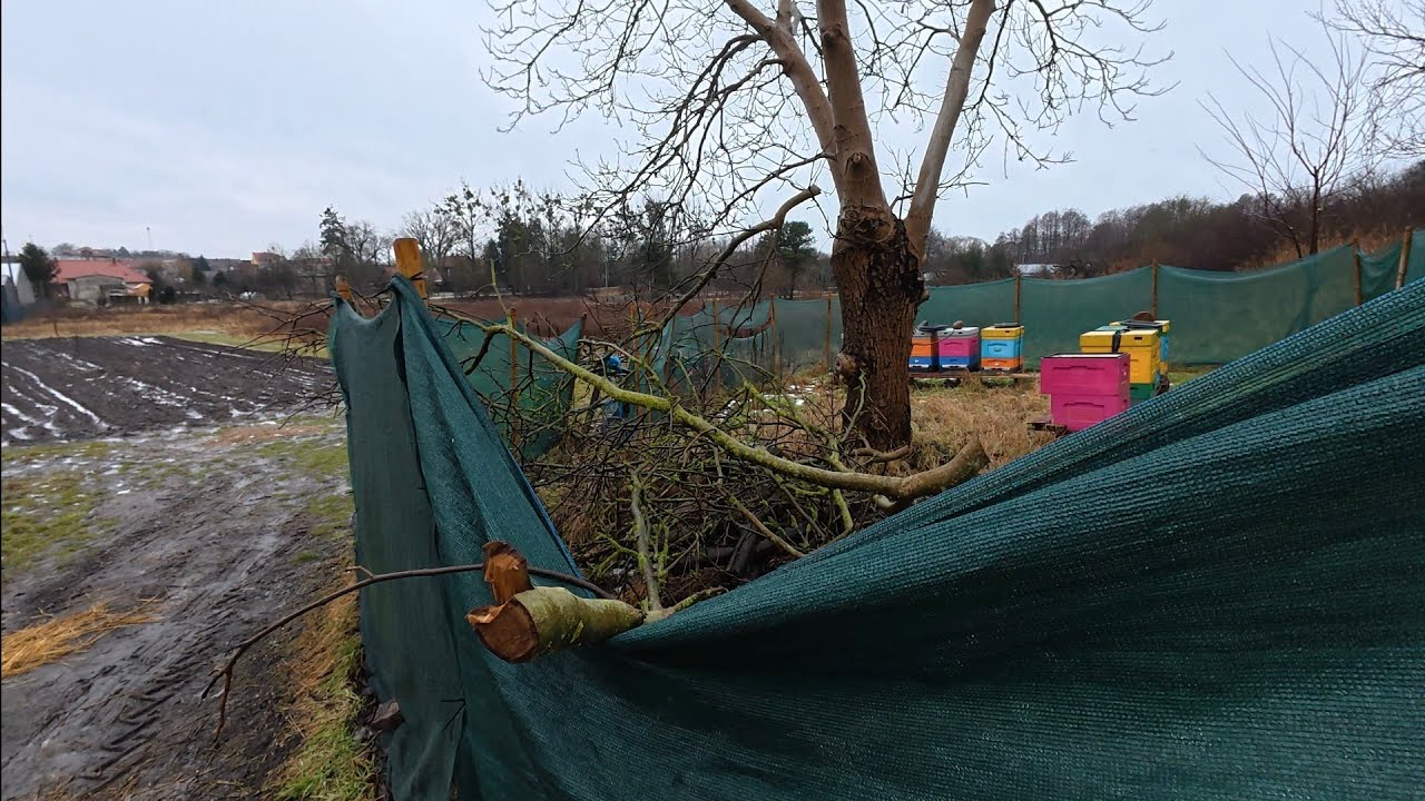 Jak tam pszenżyto i elektryka w Władku i Jelonku