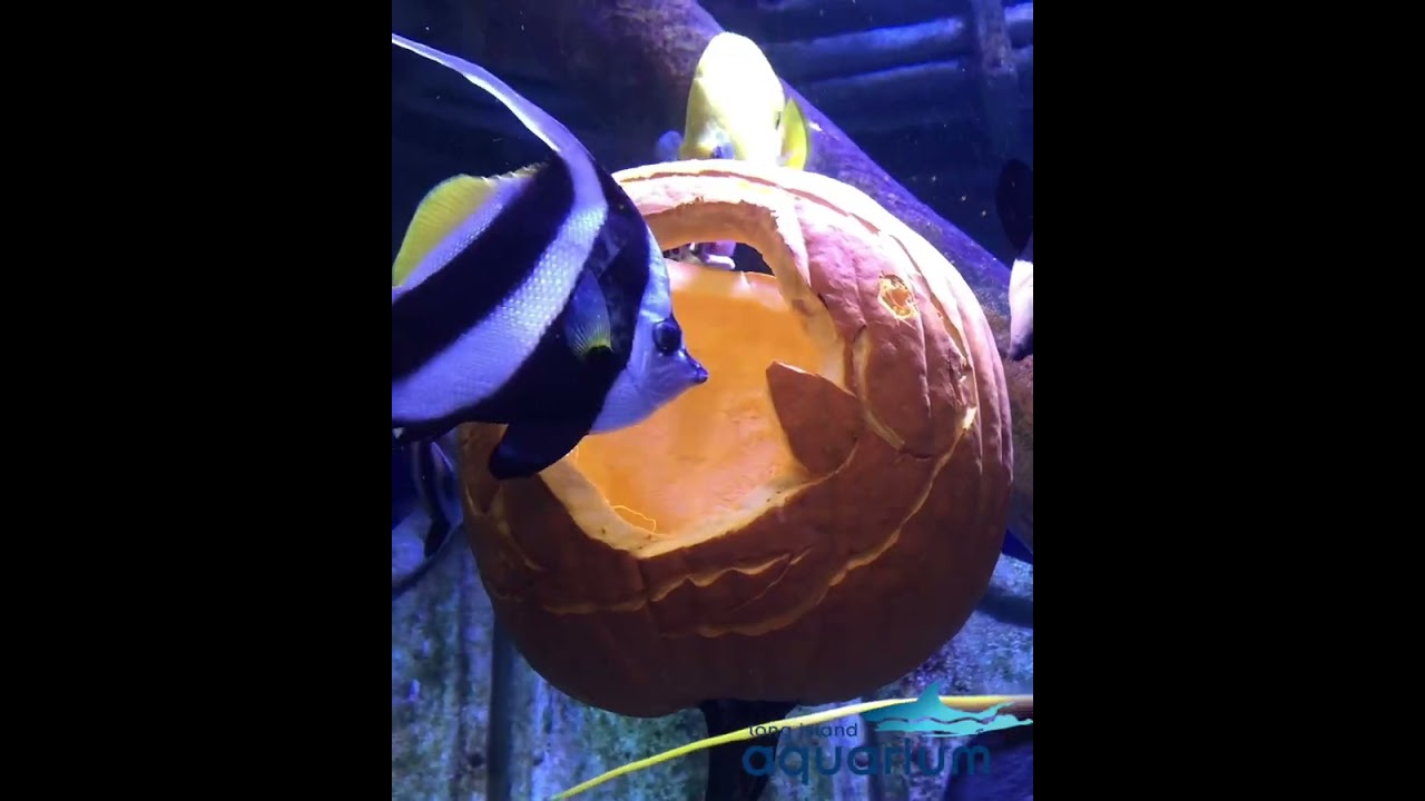 Long Island Aquarium video
