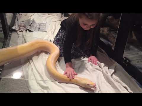6 year old stroking 13ft Reticulated python (pt 1)
