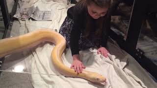 Famous 6 year old stroking 13ft Reticulated python (pt 1) Profile