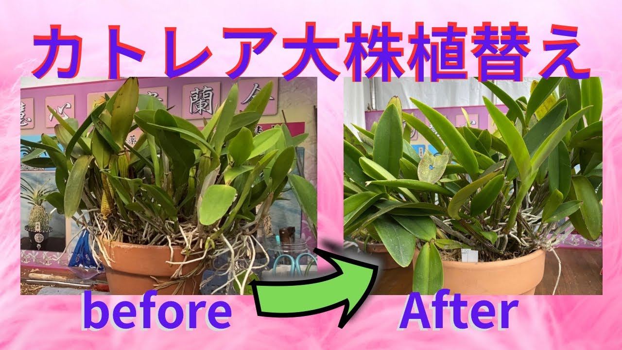 洋ラン カトレア 蕾付き 蕾付き! 特大超良株!! 特大 大株 カトレア