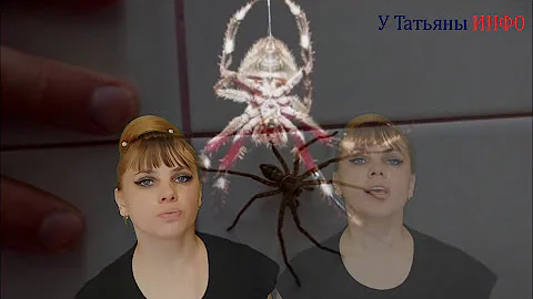 Увидеть ПАУКА в доме - что значит...