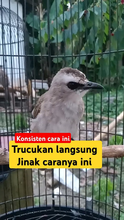 Suara Trucukan Memanggil lawan #burung #burungtrucukan #kicaumania #trucukan #birds #trucukanjantan