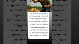 🐕 Как бродячий пёс стал героем и обрёл новую семью! #Истории #Собаки #животные
