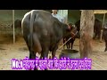 20 littre milk capcity,,frist timer murrha buffalo,,at,a farmer home
