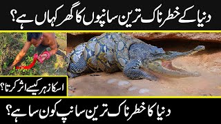 If You're Scared of Snakes, Don't Watch This special video about Snake | Urdu Cover