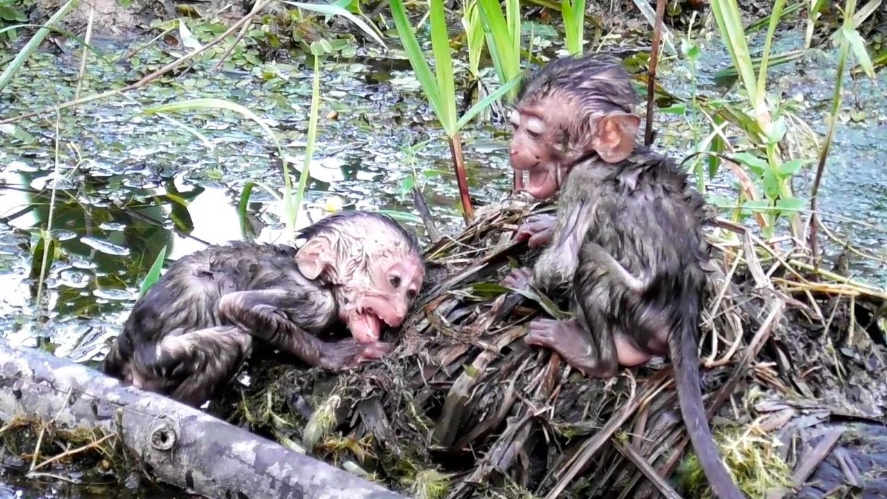 What a pity for these two wild baby monkeys‼️cold and weak looking for food in the water