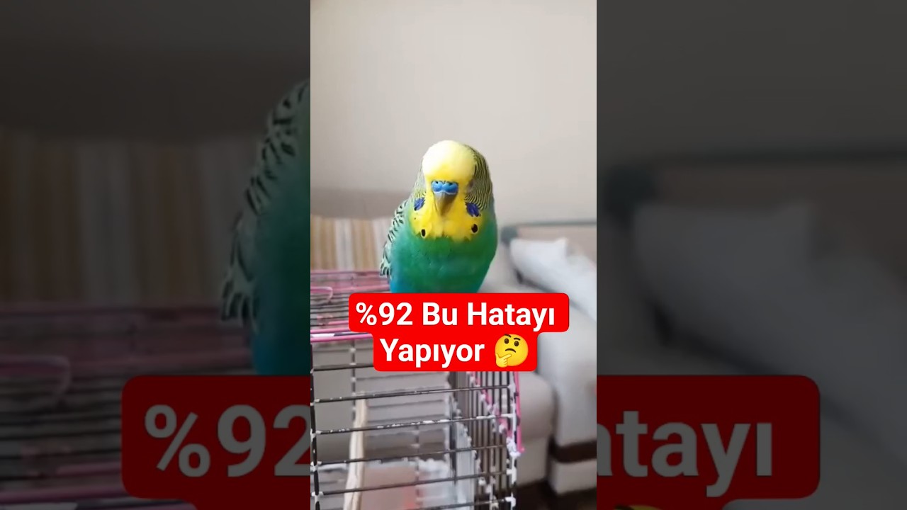 %92 Sahip Bu Hatayı Fark Etmiyor – Kuşunuzu Kaybedebilirsiniz! ❗🐦 #MuhabbetKuşu #KuşBakımı