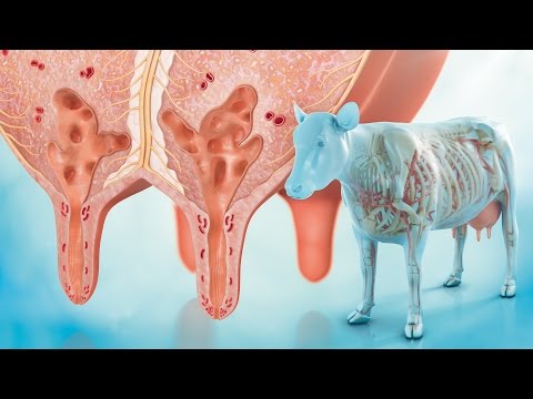 वीडियो: गाय के थन क्यों होते हैं?