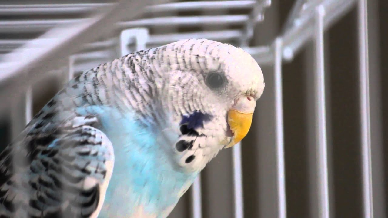 Budgie panting YouTube