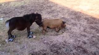 Piggy Leads Hank Dwarf Mini Horse...