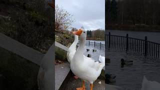 Гусик попрошайка 🤭🫶🏾🪿 Санкт-Петербург #nature #animals #cuteanimals