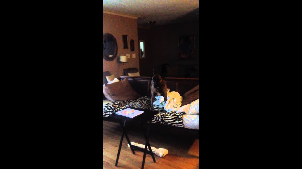 Ollie after a bath (part 2) YouTube