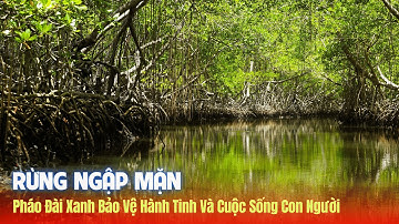 Rừng Ngập Mặn – Pháo Đài Xanh Bảo Vệ Hành Tinh Và Cuộc Sống Con Người