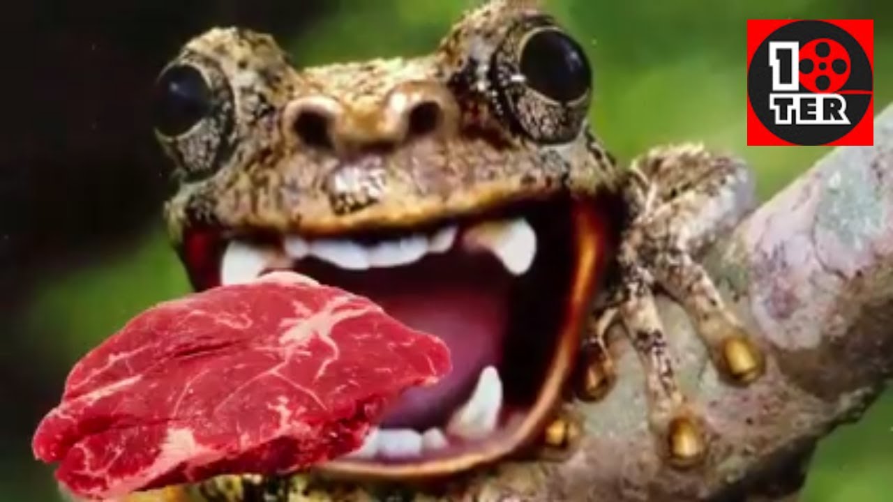 10 Haiwan Tak Berbahaya Yang Paling Ditakuti Manusia 10ter Youtube