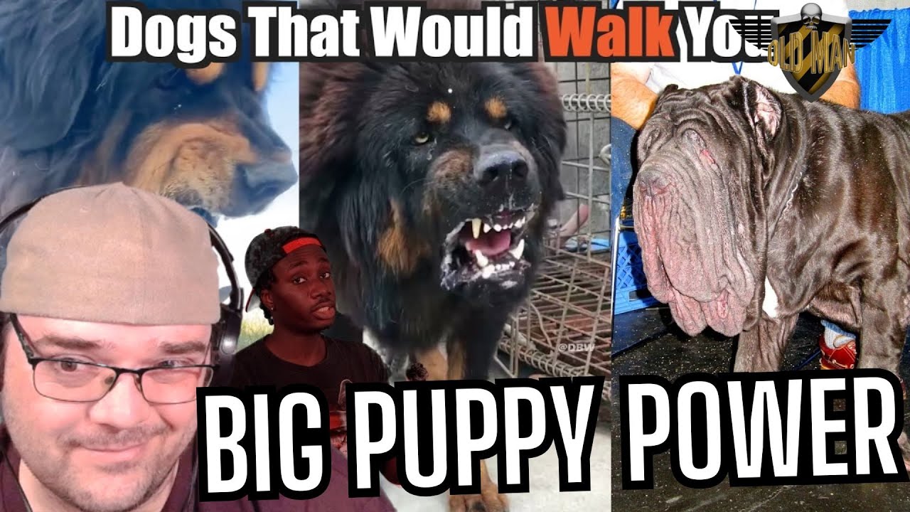 Dogs That Will Send You to DOG Backwards from Casual Geographic - Reaction
