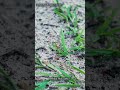 Hay, Pasture & Lawn Recovery System with Liquid Biochar - 2.5 Gallon