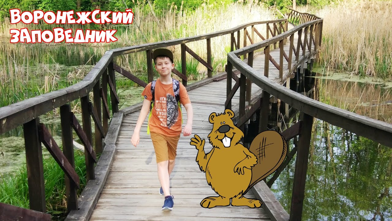 ВОРОНЕЖСКИЙ ЗАПОВЕДНИК Бобры в Бобронариуме! День на природе В мире ...
