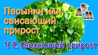 картинка: 🍇 Длинные пасынки или свисающий прирост? Часть 2 - Почему я не использую свисающий прирост