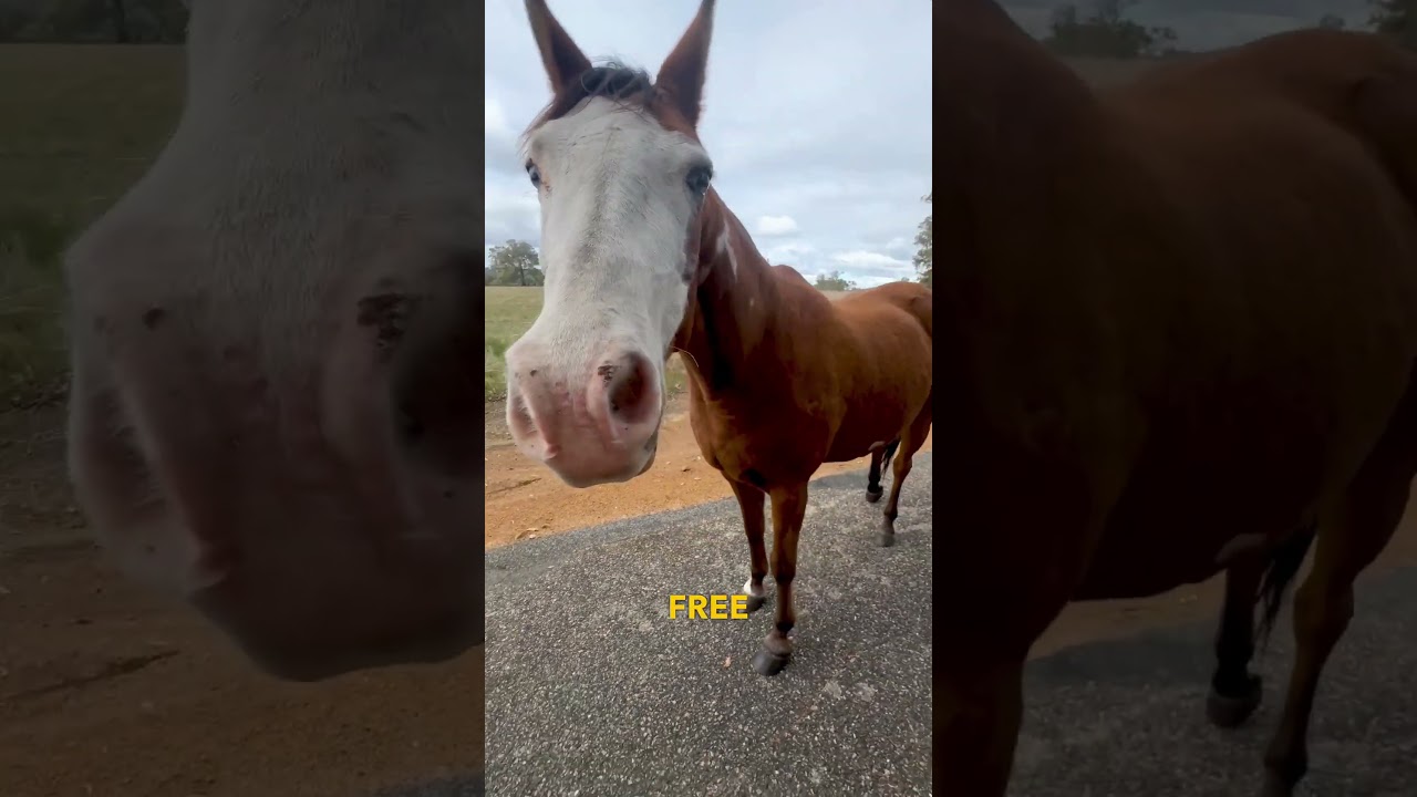 Horse Follows Jogger - Ozzy Man Quickies