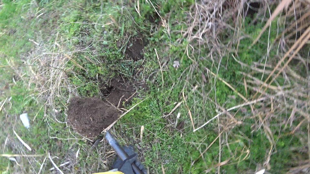Nature Wonderland; beginning to dig out several Japanese reeds joined by underground stems 20260309