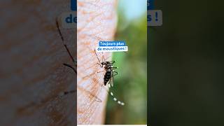 Moustique : face au dérèglement climatique en France, il s'adapte