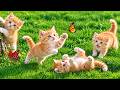 💛🐱 Happy Golden Kittens Playing Together on the Green Grass | Meow Sounds