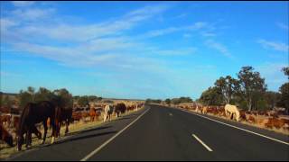 Australia's Massive Cattle Drive. 18,000 head 1500k in 4 months.
