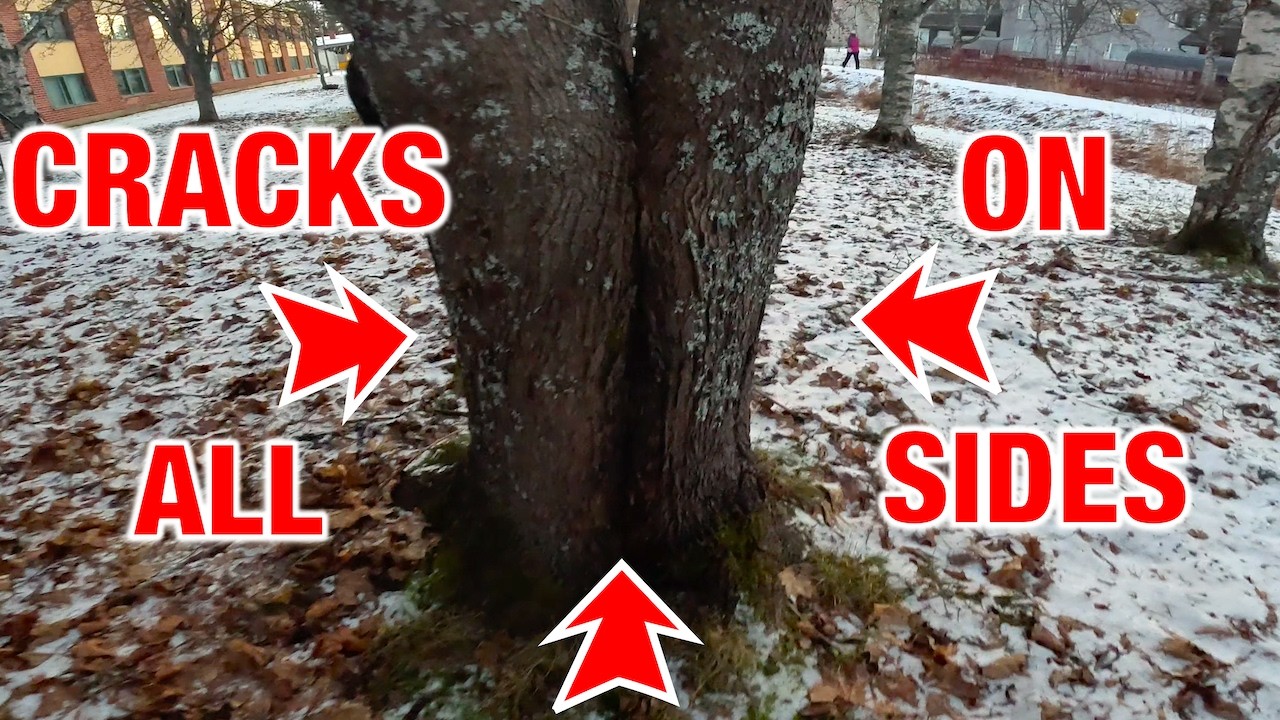 Что-то не так #4 — Расколотый клен, четыре ствола, мишени повсюду