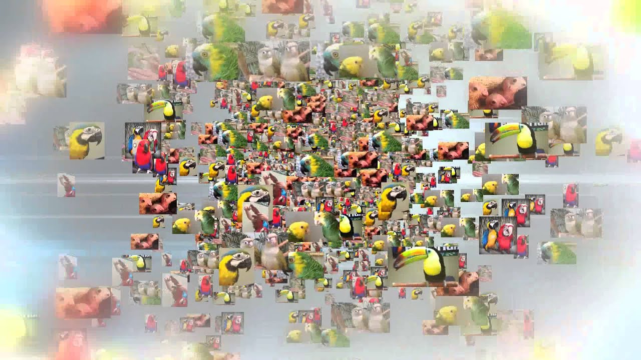 The Parrot and Bird Emporium YouTube