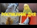 Расписание дня моих животных  Хомяк, попугаи, улитки