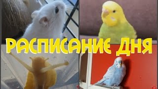 Расписание дня моих животных Хомяк, попугаи, улитки Расписание дня моих животных Хомяк, попугаи, улитки