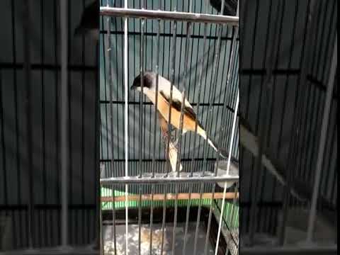 CENDET NGAMUK GACOR NGERIWIK SEKALI PANCING LANGSUNG NGOCEH PANJANG