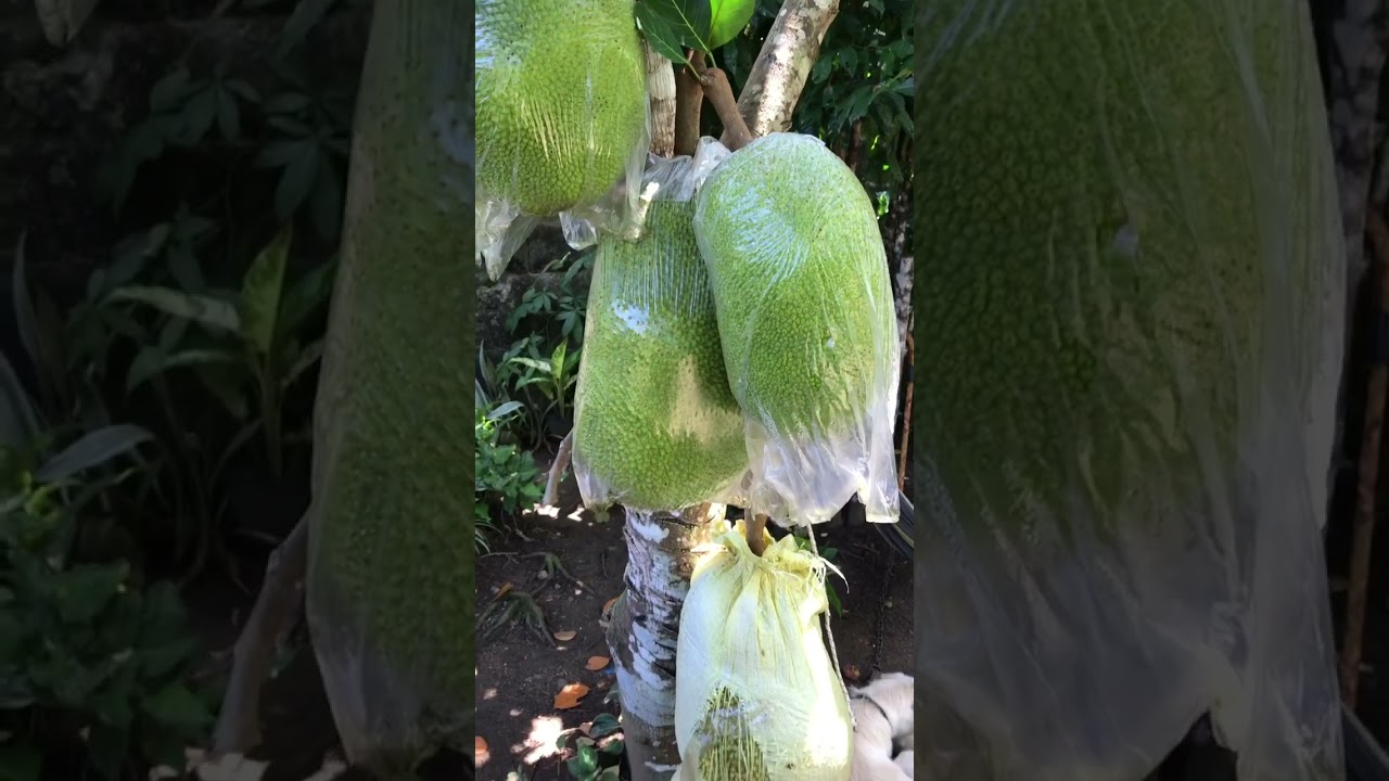 Fruits at the backyard. 