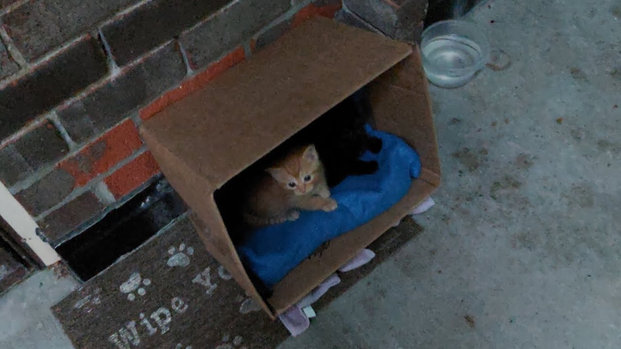 STRAYS Update 4A: Abandoned Kittens?? June 3, 2023 - YouTube
