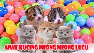 anak kucing meongmeong (kucing bermain mandi bola bola) suara kucing meong meong part1