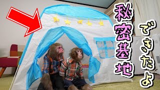 お猿さんも人間の子供のように「秘密基地」を作って遊びます。