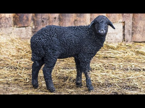 ভিডিও: ইউক্রেনে আমানতের উপর কর