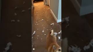 shiba has destroyed the easter bunny🐇