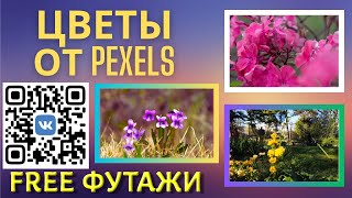 СКАЧАЙ красивые цветы от Pexels для ваших видеороликов